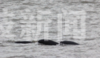 7月28日傍晚，南京长江受烟花风影响，江面波浪较高，只见下关长江上10几只江豚将头伸出江面，顶浪而行，然而又一头埋进江水中，赶波浪似的向上前进。来源：荔枝网 通讯员/武家敏 编辑/陈进

