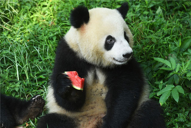 重庆：大熊猫吃冰镇水果纳凉解暑