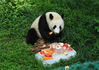2021年7月29日，重庆，杨家坪动物园内的大熊猫吃冰镇水果纳凉解暑。