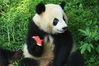 2021年7月29日，重庆，杨家坪动物园内的大熊猫吃冰镇水果纳凉解暑。来源：唐晓静/视觉中国
