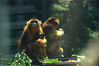2021年7月29日，重庆，杨家坪动物园工作人员为川金丝猴投喂冰镇水果，降温解暑。