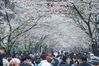Tourists view cherry blossoms at Jimingsi Road in Nanjing, East China's Jiangsu province, March 16, 2021. [Photo/Xinhua]