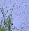 鸟儿站在水草上，望着秋日波光粼粼的河面等待觅食。王少华 摄