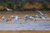 2021年8月17日，新疆巴音郭楞，博湖县博斯腾湖落霞湾，一群水鸟正在湖畔觅食、嬉戏。