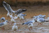2021年8月17日，新疆巴音郭楞，博湖县博斯腾湖落霞湾，一群水鸟正在湖畔觅食、嬉戏。