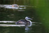 近年来，随着博斯腾湖生态环境持续改善，为鸟类提供了良好的栖息环境，博斯腾湖鸟类品种和数量不断增加，成为鸟类“天然乐园”。
