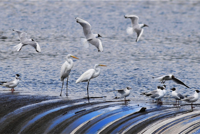 山东青岛：“生态河”上鸥鹭飞