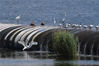 2021年8月4日，成群海鸥和白鹭在青岛市城阳区流亭街道白沙河设置橡胶坝上驻足栖息。
