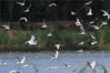 2021年8月4日，在青岛市城阳区流亭街道白沙河，一只白鹭伴飞红嘴鸥。