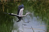 2021年8月4日，在青岛市城阳区流亭街道白沙河，一只苍鹭水中巡游。
