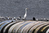 2021年8月4日，在青岛市城阳区流亭街道白沙河设置的橡胶坝上，一只白鹭驻足鸥群。