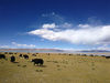 西藏是我国湖泊最多的地区，1500多个大小不一、景致各异的湖泊错落镶嵌于群山莽原之间。纳木错，位于拉萨当雄和那曲班戈两县之间，是世界上海拔最高的咸水湖。来源：林烨/视觉中国 编辑/刘佳