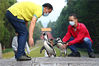 2021年9月10日，南京海底世界自主繁育的两只温带洪氏环企鹅走进南京紫金山，“参观”明孝陵、踱步石象路、抬起头看风景，在饲养员的陪伴下户外放风。这两只企鹅名叫康康和宁宁，本次外出，南京海底世界做好了严格的场地确认与气温测量，并专人全程看护。