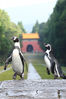 2021年9月10日，南京海底世界自主繁育的两只温带洪氏环企鹅走进南京紫金山，“参观”明孝陵、踱步石象路、抬起头看风景，在饲养员的陪伴下户外放风。这两只企鹅名叫康康和宁宁，本次外出，南京海底世界做好了严格的场地确认与气温测量，并专人全程看护。