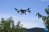 A drone sprays fertilizer in Future Orchard in Xiying Village of Yukou Township in Pinggu District of Beijing, capital of China, Aug. 25, 2021. 