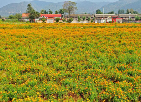 Farmers embrace harvest in Yuncheng City, Shanxi