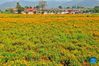Aerial photo taken on Sept. 14, 2021 shows marigolds to be harvested in Yuanqu County of Yuncheng City, north China's Shanxi Province. (Xinhua/Cao Yang)