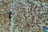 Aerial photo taken on Sept. 15, 2021 shows a villager drying Sichuan pepper in Ruicheng County of Yuncheng City, north China's Shanxi Province. (Xinhua/Cao Yang)