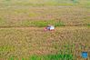 Aerial photo taken on Sept. 14, 2021 shows a villager harvesting millet in Yuanqu County of Yuncheng City, north China's Shanxi Province. (Xinhua/Cao Yang)