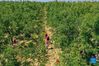 Aerial photo taken on Sept. 15, 2021 shows villagers carrying harvested dates in Ruicheng County of Yuncheng City, north China's Shanxi Province. (Xinhua/Cao Yang)