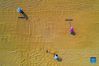 Aerial photo taken on Sept. 14, 2021 shows villagers drying millet in Yuanqu County of Yuncheng City, north China's Shanxi Province. (Xinhua/Cao Yang)