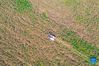 Aerial photo taken on Sept. 14, 2021 shows a villager harvesting millet in Yuanqu County of Yuncheng City, north China's Shanxi Province. (Xinhua/Cao Yang)