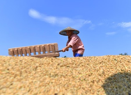 Chinese farmers embrace harvest festival