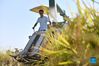A farmer operates a machine to harvest rice in Zongqiao Township of Hengyang City, central China's Hunan Province, Sept. 22, 2021. (Xinhua/Zhao Zhongzhi)

