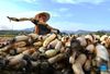 A farmer harvests lotus roots in Banqiao Township of Hengyang City, central China's Hunan Province, Sept. 23, 2021. (Xinhua/Zhao Zhongzhi)