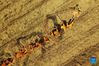 Aerial photo taken on Sept. 22, 2021 shows farmers performing dragon dance in celebration of harvest in Zongqiao Township of Hengyang City, central China's Hunan Province. (Xinhua/Zhao Zhongzhi)