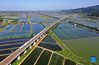 Aerial photo taken on Sept. 22, 2021 shows a high-speed train running over an aquaculture farm in Shizi Township of Quanjiao County in east China's Anhui Province. Thursday marks the Chinese farmers' harvest festival, which is celebrated on the Autumn Equinox every year. (Photo by Shen Guo/Xinhua)