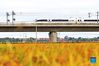 Photo taken on Sept. 22, 2021 shows a high-speed train running over rice fields in Yaobao Township, Tieling County in northeast China's Liaoning Province. Thursday marks the Chinese farmers' harvest festival, which is celebrated on the Autumn Equinox every year. (Xinhua/Yang Qing)