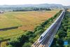 Photo taken on Sept. 13, 2021 shows a high-speed train running by grain fields in Jianggou Village, Zaozhuang City in east China's Shandong Province. Thursday marks the Chinese farmers' harvest festival, which is celebrated on the Autumn Equinox every year. (Photo by Li Zongxian/Xinhua)