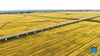 Aerial photo taken on Sept. 22, 2021 shows a high-speed train running over rice fields in Yaobao Township, Tieling County in northeast China's Liaoning Province. Thursday marks the Chinese farmers' harvest festival, which is celebrated on the Autumn Equinox every year. (Xinhua/Yang Qing)