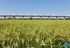 Photo taken on Sept. 22, 2021 shows a high-speed train running over rice fields in Chaohu City in east China's Anhui Province. Thursday marks the Chinese farmers' harvest festival, which is celebrated on the Autumn Equinox every year. (Photo by Ma Fengcheng/Xinhua)