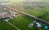 Aerial photo taken on Sept. 19, 2021 shows a high-speed train running over rice fields in Gula Townhip of Binyang County, south China's Guangxi Zhuang Autonomous Region. Thursday marks the Chinese farmers' harvest festival, which is celebrated on the Autumn Equinox every year. (Xinhua/Huang Xiaobang)