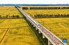 Aerial photo taken on Sept. 22, 2021 shows a high-speed train running over rice fields in Yaobao Township, Tieling County in northeast China's Liaoning Province. Thursday marks the Chinese farmers' harvest festival, which is celebrated on the Autumn Equinox every year. (Xinhua/Yang Qing)