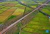 Aerial photo taken on Sept. 22, 2021 shows a high-speed train running over rice fields in Chenqian Village of Quanjiao County in east China's Anhui Province. Thursday marks the Chinese farmers' harvest festival, which is celebrated on the Autumn Equinox every year. (Photo by Shen Guo/Xinhua)