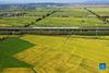 Aerial photo taken on Sept. 22, 2021 shows a high-speed train running over rice fields in Chaohu City, east China's Anhui Province. Thursday marks the Chinese farmers' harvest festival, which is celebrated on the Autumn Equinox every year. (Photo by Ma Fengcheng/Xinhua)

