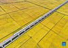 Aerial photo taken on Sept. 19, 2021 shows a high-speed train running over grain fields in Gongzhuling City in northeast China's Jilin Province. Thursday marks the Chinese farmers' harvest festival, which is celebrated on the Autumn Equinox every year. (Xinhua/Zhang Nan)