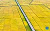 Aerial photo taken on Sept. 19, 2021 shows a high-speed train running through grain fields in Gongzhuling City in northeast China's Jilin Province. Thursday marks the Chinese farmers' harvest festival, which is celebrated on the Autumn Equinox every year. (Xinhua/Zhang Nan)