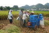 Farmers harvest rice at the test field in Xingyi city, Guizhou province. [Photo by Dai Xianling/Provided to chinadaily.com.cn]