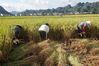 Farmers harvest rice at the test field in Xingyi city, Guizhou province. [Photo by Dai Xianling/Provided to chinadaily.com.cn]
