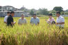 Agricultural experts inspect the test field in Xingyi city, Guizhou province. [Photo by Dai Xianling/Provided to chinadaily.com.cn]
