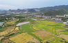A super high-yield rice test field in Xingyi city of Guizhou province enters harvest season. [Photo by Dai Xianling/Provided to chinadaily.com.cn]