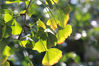 2021年9月27日，“秋分”节气已过，江苏南通一公园内的原来绿色银杏树叶渐渐泛黄，树上挂满了银杏果。