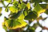 2021年9月27日，“秋分”节气已过，江苏南通一公园内的原来绿色银杏树叶渐渐泛黄，树上挂满了银杏果。