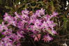 Dendrobium nobile [Photo by Jin Xiaohua/For chinadaily.com.cn]