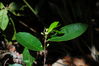 Aquilaria yunnanensis [Photo by Li Jianwu/For chinadaily.com.cn]