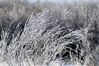 2022年1月13日，内蒙古牙克石，郊外出现雾凇美景，与冰河雪趣构成一幅美丽画卷。